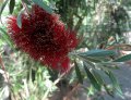 Callistemon pachyphyllus - 2 à 3m
